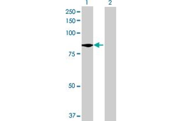 TTC39B 抗体  (AA 1-616)