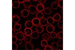 Immunofluorescence staining of Plscr1 in rat basophilic leukemia (RBL) cell line using Plscr1 monoclonal antibody, clone 13A6 [TEC-23] . (PLSCR1 抗体)