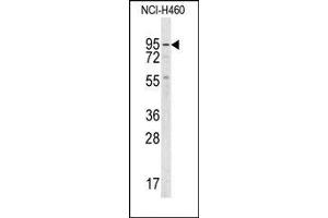 Image no. 1 for anti-Guanylate Cyclase 1, Soluble, alpha 2 (GUCY1A2) (C-Term) antibody (ABIN360707) (GUCY1A2 抗体  (C-Term))