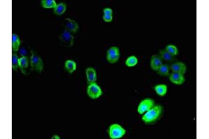 Immunofluorescence (IF) image for anti-Solute Carrier Family 22 (Organic Anion Transporter), Member 9 (SLC22A9) (AA 45-143) antibody (ABIN7170166)