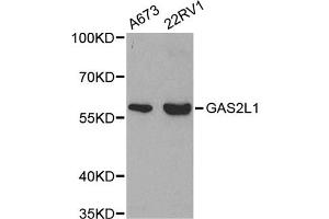Western blot analysis of extracts of various cell lines, using GAS2L1 antibody (ABIN5971170) at 1/500 dilution. (GAS2L1 抗体)