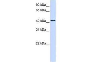 Image no. 1 for anti-Protein tyrosine Phosphatase, Receptor Type, R (PTPRR) (AA 72-121) antibody (ABIN6743363) (PTPRR 抗体  (AA 72-121))