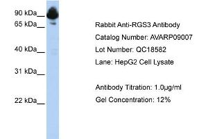 Western Blotting (WB) image for anti-Regulator of G-Protein Signaling 3 (RGS3) (C-Term) antibody (ABIN184194) (RGS3 抗体  (C-Term))