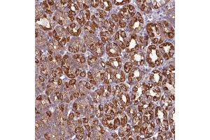 Immunohistochemical staining of human stomach with CAMK1 polyclonal antibody  shows strong cytoplasmic positivity in glandular cells. (CAMK1 抗体)