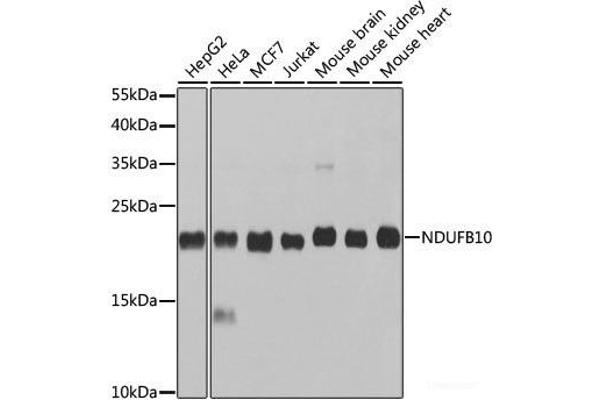NDUFB10 anticorps