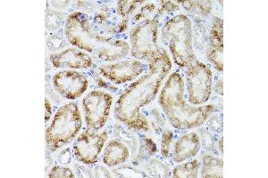 Immunohistochemistry of paraffin-embedded mouse kidney using PGC1α Rabbit pAb  at dilution of 1:50 (40x lens). (PPARGC1A 抗体  (C-Term))