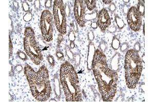 Claudin 8 antibody was used for immunohistochemistry at a concentration of 4-8 ug/ml to stain Epithelial cells of renal tubule (arrows) in Human Kidney. (CLDN8 抗体  (C-Term))