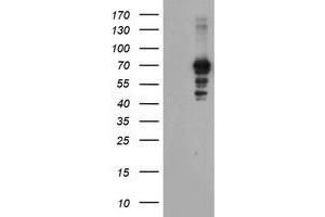 Image no. 1 for anti-SUMO1/sentrin/SMT3 Specific Peptidase 2 (SENP2) (AA 139-523) antibody (ABIN1490924) (SENP2 抗体  (AA 139-523))