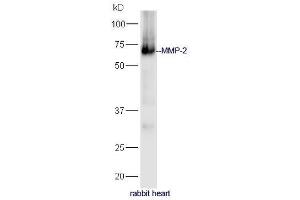 Rabbit heart lysates probed with Anti-MMP-2 Polyclonal Antibody, Unconjugated (ABIN707426) at 1:300 in 4˚C. (MMP2 抗体  (AA 401-500))