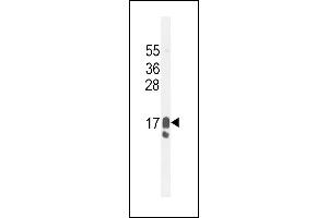 GCDFP-15 Antibody (C-term) (ABIN655074 and ABIN2844706) western blot analysis in MDA-M cell line lysates (35 μg/lane). (PIP 抗体  (C-Term))