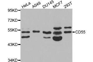Western blot analysis of extracts of various cell lines, using CD55 antibody (ABIN5970570) at 1/1000 dilution. (CD55 抗体)