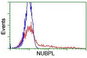 HEK293T cells transfected with either RC204385 overexpress plasmid (Red) or empty vector control plasmid (Blue) were immunostained by anti-NUBPL antibody (ABIN2455153), and then analyzed by flow cytometry. (NUBPL 抗体  (AA 1-250))