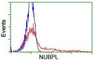HEK293T cells transfected with either RC204385 overexpress plasmid (Red) or empty vector control plasmid (Blue) were immunostained by anti-NUBPL antibody (ABIN2455153), and then analyzed by flow cytometry. (NUBPL 抗体  (AA 1-250))