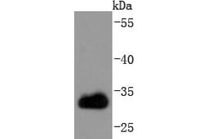 Jurkat cell lysates, probed with CDK1 (3E12) Monoclonal Antibody  at 1:1000 overnight at 4˚C. (CDK1 抗体)
