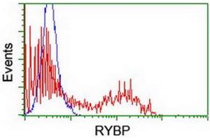 Image no. 2 for anti-RING1 and YY1 Binding Protein (RYBP) antibody (ABIN1500776) (RYBP 抗体)