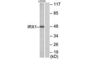 Western Blotting (WB) image for anti-Iroquois Homeobox Protein 1 (IRX1) (AA 221-270) antibody (ABIN2889535) (IRX1 抗体  (AA 221-270))
