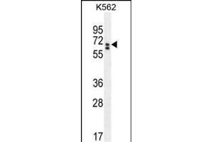 CLIP3 Antibody (C-term) (ABIN655036 and ABIN2844668) western blot analysis in K562 cell line lysates (35 μg/lane). (CLIP3 抗体  (C-Term))