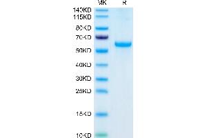 ADIPOQ Protein (AA 19-244) (Fc Tag)