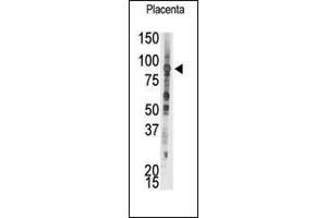 Western Blotting (WB) image for anti-Protein tyrosine Phosphatase, Receptor Type, E (PTPRE) (AA 558-589), (C-Term) antibody (ABIN392837)