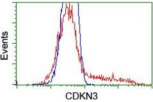 HEK293T cells transfected with either RC213080 overexpress plasmid (Red) or empty vector control plasmid (Blue) were immunostained by anti-CDKN3 antibody (ABIN2455053), and then analyzed by flow cytometry. (CDKN3 抗体)