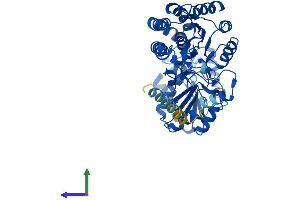 Protein Structure (PS) image for Aldehyde Dehydrogenase 3 Family, Member A2 (ALDH3A2) (AA 1-484) protein (His tag) (ABIN7563288)