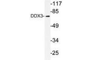 Western blot analysis of DDX3 antibody in extracts from HepG2 cells. (DDX3X 抗体)