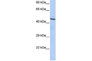 Human HepG2; WB Suggested Anti-CCDC16 Antibody Titration: 0.