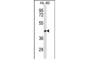 Western blot analysis in HL-60 cell line lysates (35ug/lane). (CLN8 抗体  (C-Term))