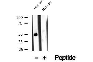 Western blot analysis of extracts of HEK-293 cells, using Antizyme inhibitor 1 antibody. (Antizyme Inhibitor 1 抗体  (Internal Region))