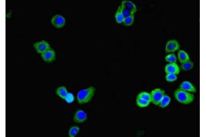 Immunofluorescence (IF) image for anti-Glycosyltransferase 8 Domain Containing 1 (GLT8D1) (AA 33-332) antibody (ABIN7154242)