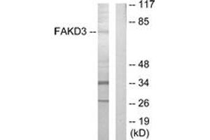 Western Blotting (WB) image for anti-FAST Kinase Domains 3 (FASTKD3) (AA 121-170) antibody (ABIN2889598) (FASTKD3 抗体  (AA 121-170))