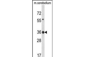 Western blot analysis of CLDND1 Antibody (Center) (ABIN653684 and ABIN2843010) in mouse cerebellum tissue lysates (35 μg/lane). (CLDND1 抗体  (AA 43-72))