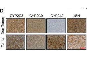 Immunohistochemistry (IHC) image for anti-Cytochrome P450, Family 2, Subfamily C, Polypeptide 9 (CYP2C9) antibody (ABIN681208)