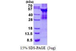Image no. 1 for ABI Family, Member 3 (ABI3) (AA 1-366) protein (His tag) (ABIN6387038)