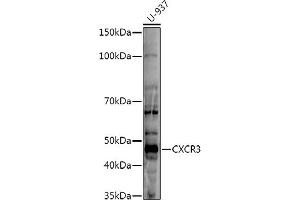 Western blot analysis of extracts of U-937 cells, using CXCR3 antibody (ABIN6131540, ABIN6139279, ABIN6139281 and ABIN6215286) at 1:500 dilution. (CXCR3 抗体  (AA 289-368))