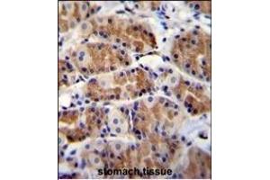 POLR3GL Antibody (Center) (ABIN655314 and ABIN2844893) immunohistochemistry analysis in formalin fixed and paraffin embedded human stomach tissue followed by peroxidase conjugation of the secondary antibody and DAB staining. (POLR3GL 抗体  (AA 65-93))
