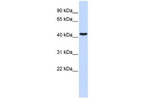 WB Suggested Anti-GATA1 Antibody Titration:  0. (GATA1 抗体  (N-Term))
