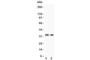 Western blot testing of SFRP2 antibody and 1. (SFRP2 抗体  (AA 104-295))