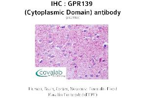 Image no. 1 for anti-G Protein-Coupled Receptor 139 (GPR139) (3rd Cytoplasmic Domain) antibody (ABIN1734944) (GPR139 抗体  (3rd Cytoplasmic Domain))