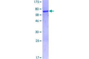 PDCD2 Protein (AA 1-344) (GST tag)