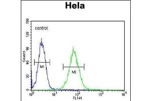 SMYD1 Antibody (C-term) (ABIN654906 and ABIN2844554) flow cytometric analysis of Hela cells (right histogram) compared to a negative control cell (left histogram). (SMYD1 抗体  (C-Term))