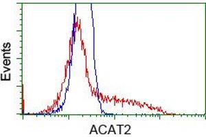 Image no. 2 for anti-Acetyl-CoA Acetyltransferase 2 (ACAT2) antibody (ABIN1496397) (ACAT2 抗体)