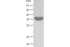 Western Blotting (WB) image for Paraoxonase 1 (PON1) (AA 1-355) protein (His tag) (ABIN7124313) (PON1 Protein (AA 1-355) (His tag))