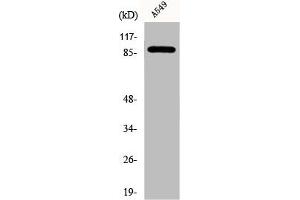 Western Blot analysis of A549 cells using DAP-5 Polyclonal Antibody