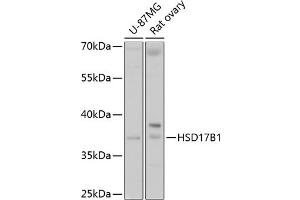 Western blot analysis of extracts of various cell lines, using HSD17B1 antibody (ABIN6129829, ABIN6142002, ABIN6142003 and ABIN6215013) at 1:1000 dilution. (HSD17B1 抗体  (AA 1-328))