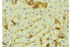ABIN6276919 at 1/100 staining Mouse liver tissue by IHC-P. (AMBP 抗体  (C-Term))