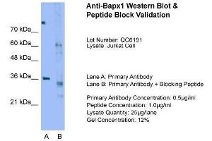 Host:  Rabbit  Target Name:  Bapx1  Sample Type:  Jurkat  Lane A:  Primary Antibody  Lane B:  Primary Antibody + Blocking Peptide  Primary Antibody Concentration:  0. (NKX3-2 抗体  (N-Term))