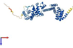 BZW1 Protein (AA 1-419) (His tag)