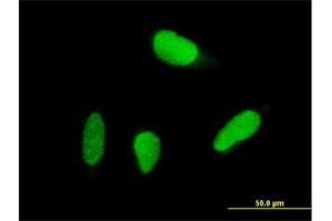 Immunofluorescence of purified MaxPab antibody to USP18 on HeLa cell. (USP18 抗体  (AA 1-372))