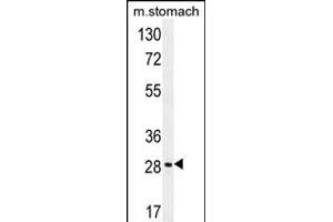 BRMS1L Antibody (N-term) (ABIN654253 and ABIN2844074) western blot analysis in mouse stomach tissue lysates (35 μg/lane). (BRMS1L 抗体  (N-Term))